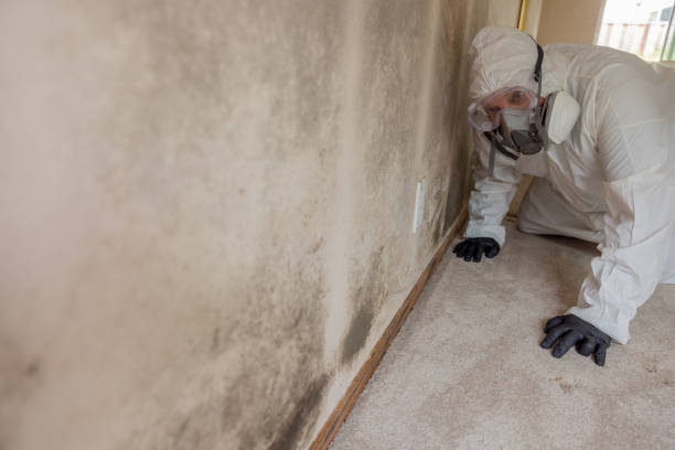 Environmental Consulting for Mold Prevention in Oatfield, OR