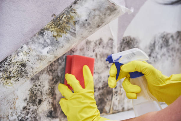 Best Commercial Mold Inspection  in Oatfield, OR